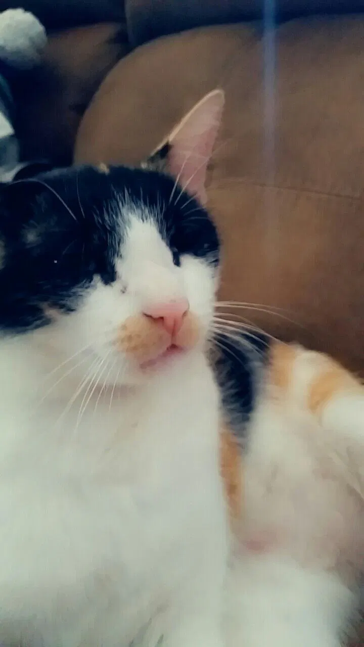 Lost cat in Gladewater, TX, 75647