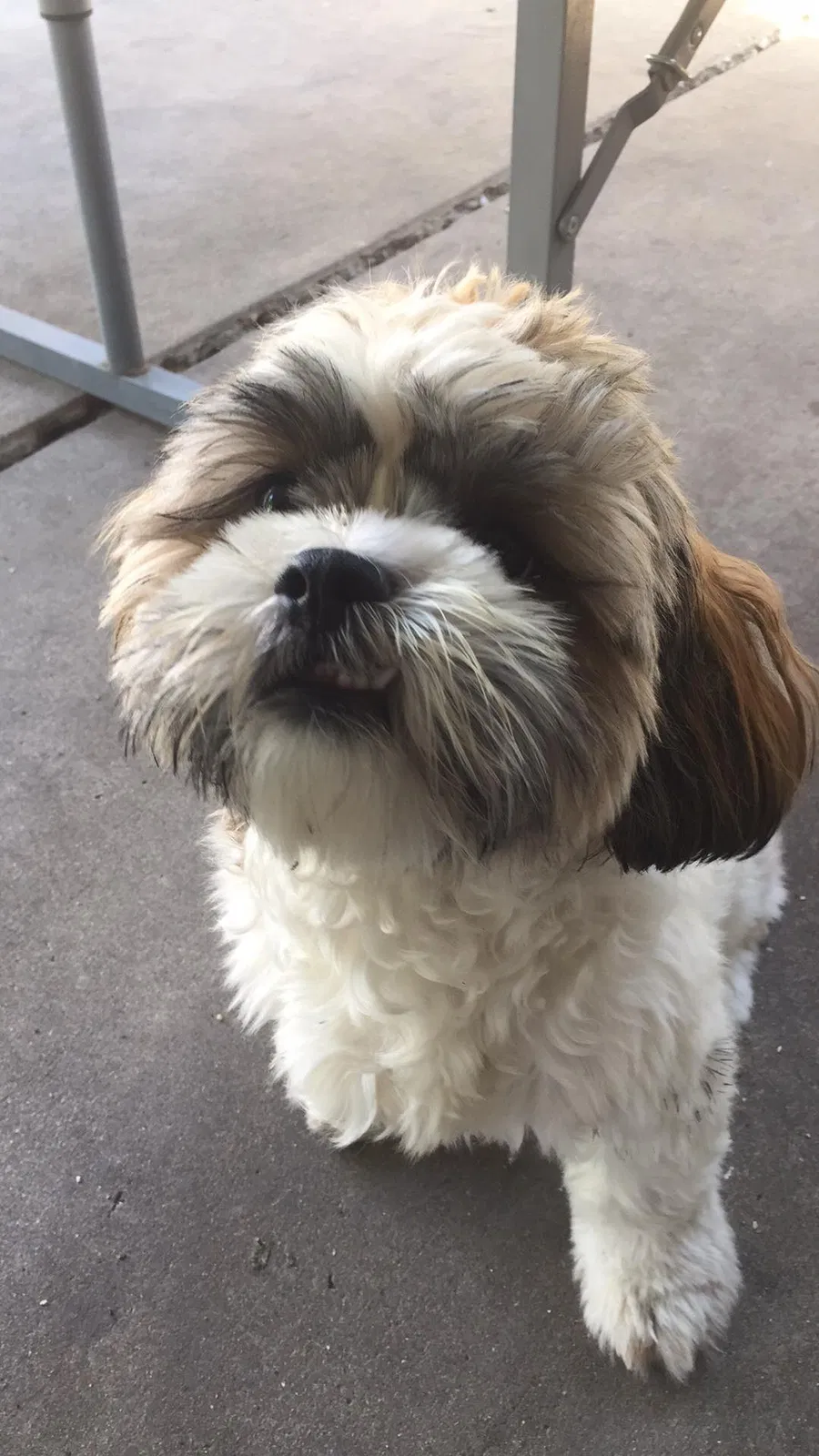 Lost dog in Chicago, IL, 60651