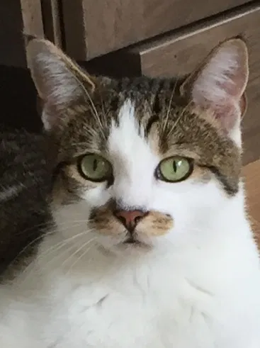 Lost cat in Ballston Spa, NY, 12020