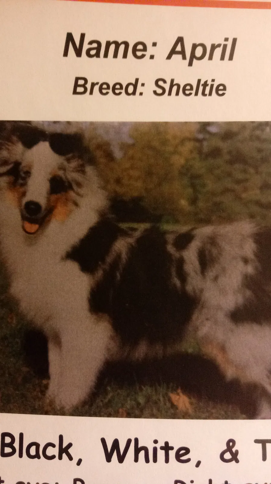 Lost dog in Dewitt, MI, 48820
