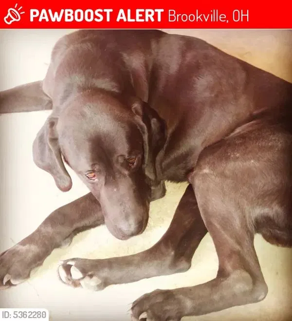 Lost dog in Brookville, OH, 45309