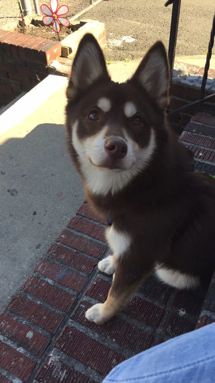 Lost dog in Paterson, NJ, 7504