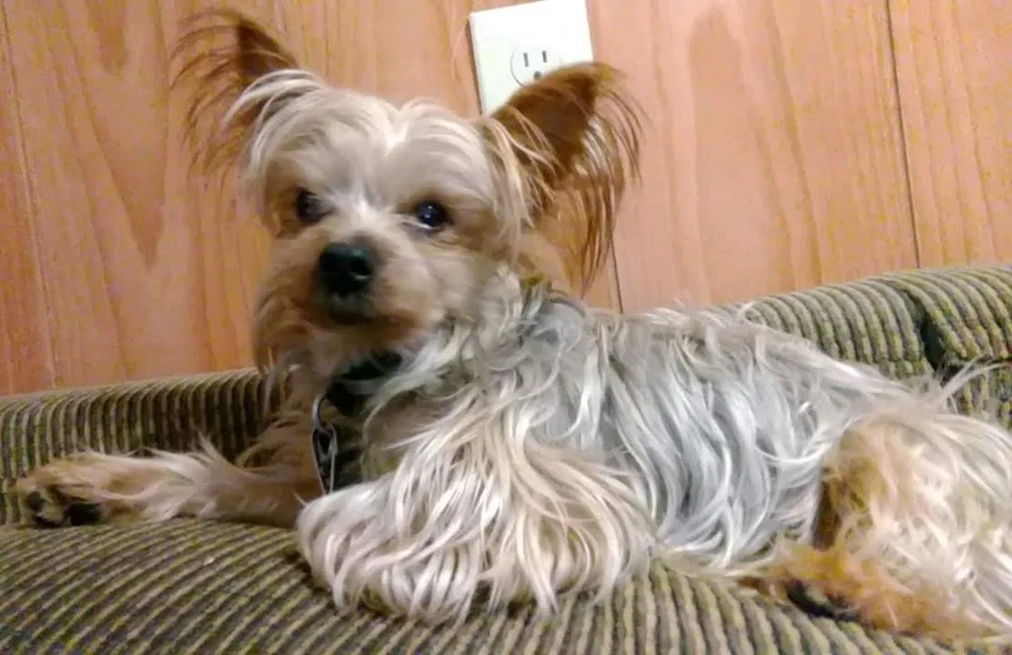 Lost dog in Hammond, LA, 70401