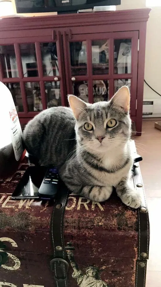 Lost cat in Dickerson Run, PA, 15430