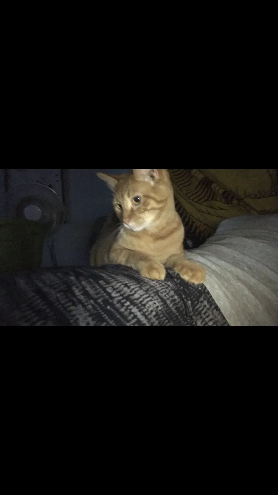 Lost cat in Mason, OH, 45040