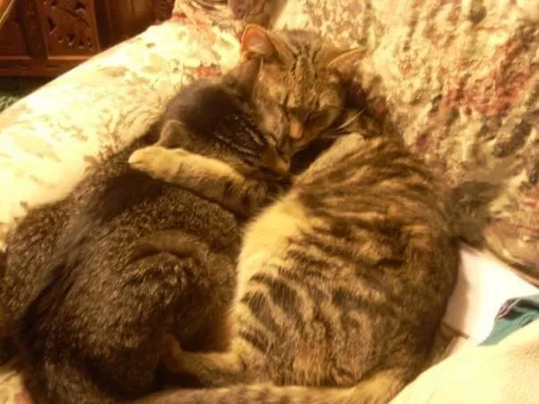Lost cat in Delaware, OH, 43015