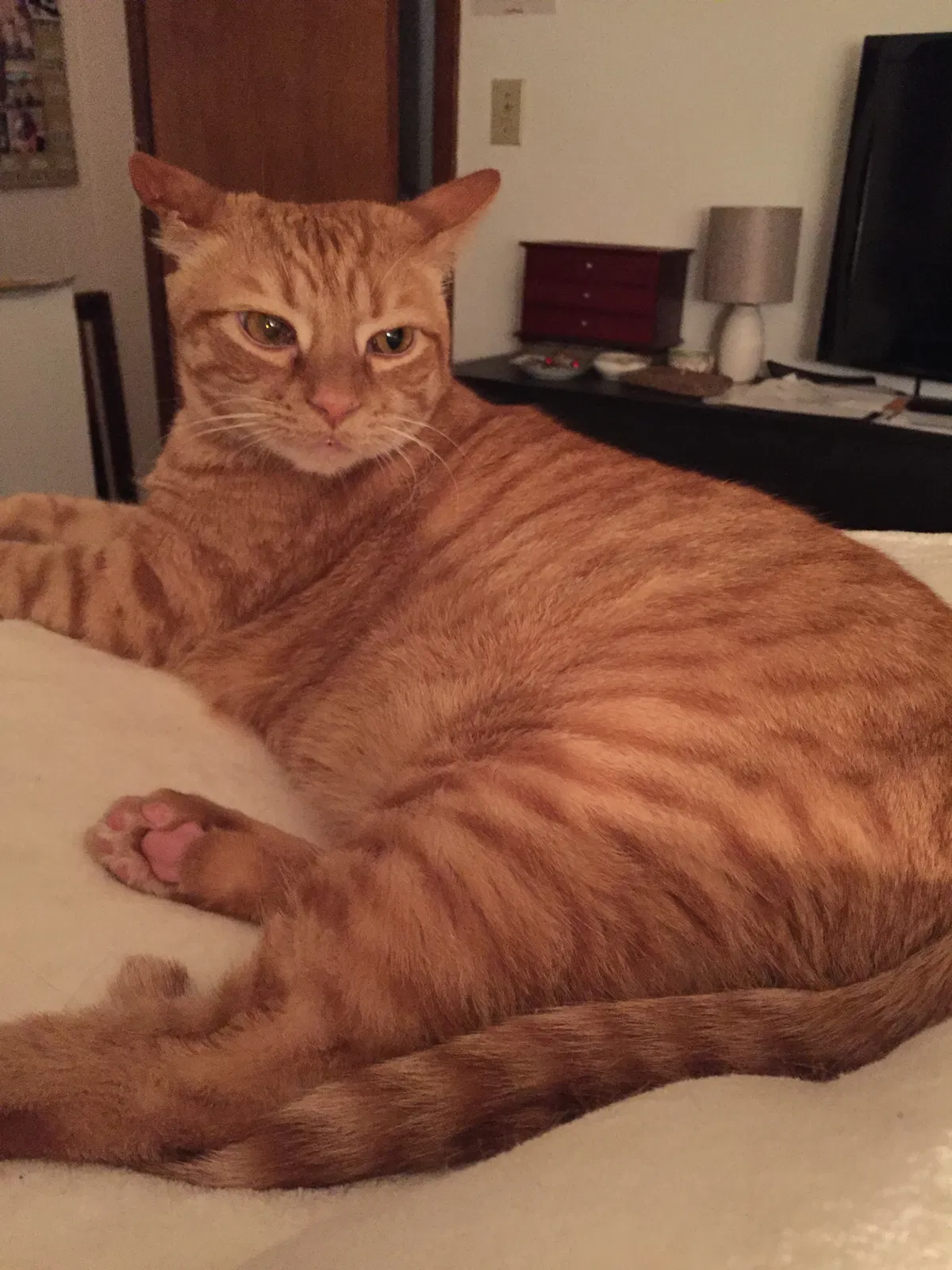 Lost cat in Saint Francis, WI, 53235