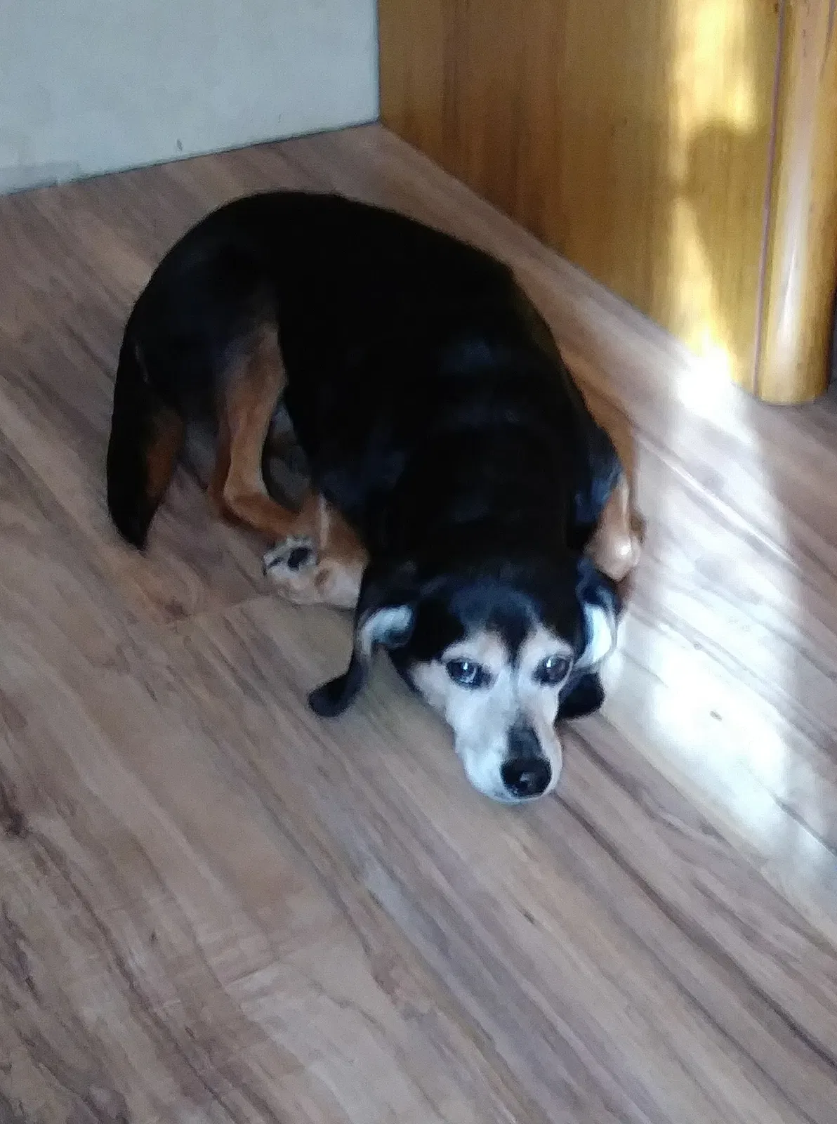 Lost dog in Louisville, KY, 40272