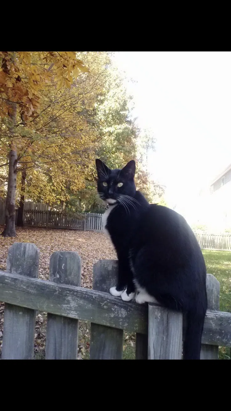 Lost cat in Raleigh, NC, 27604