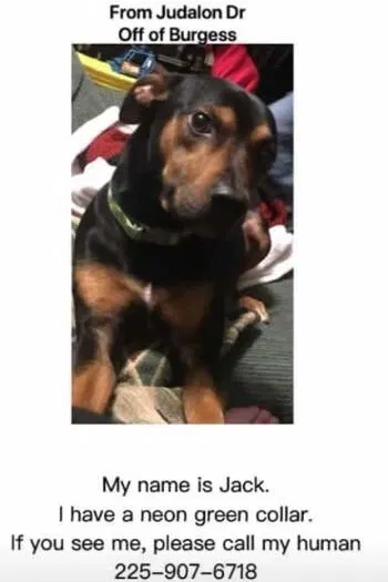 Lost dog in Denham Springs, LA, 70726