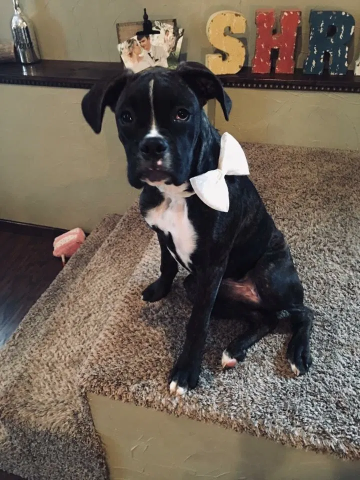 Lost dog in Waynesburg, PA, 15370