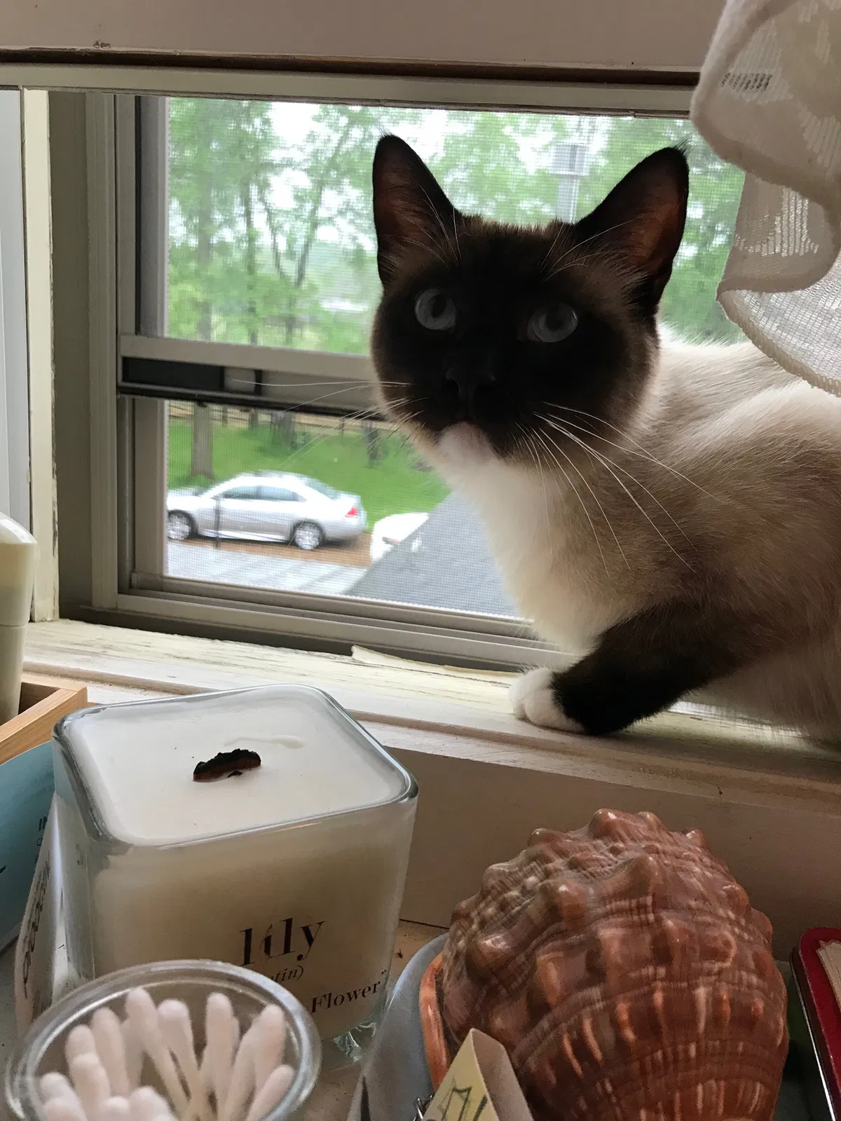 Lost cat in Cedar Hill, TN, 37032
