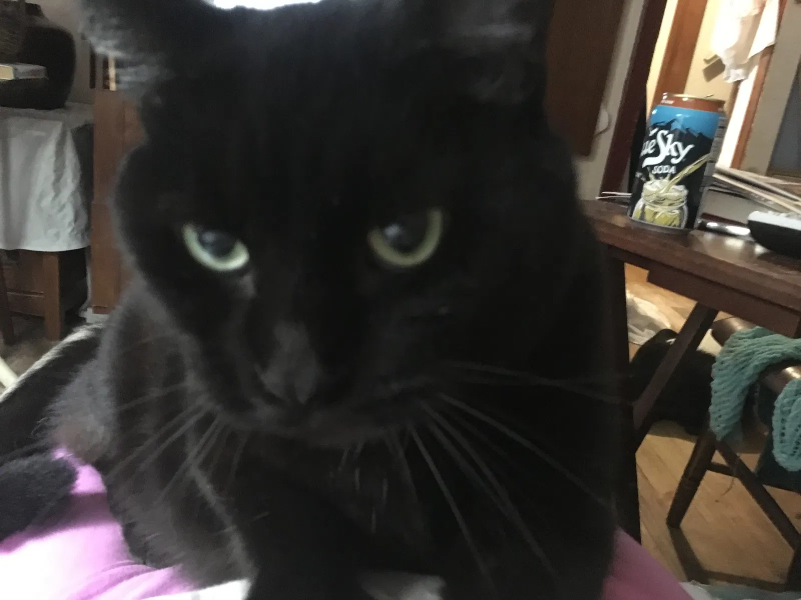 Lost cat in Columbus, OH, 43224