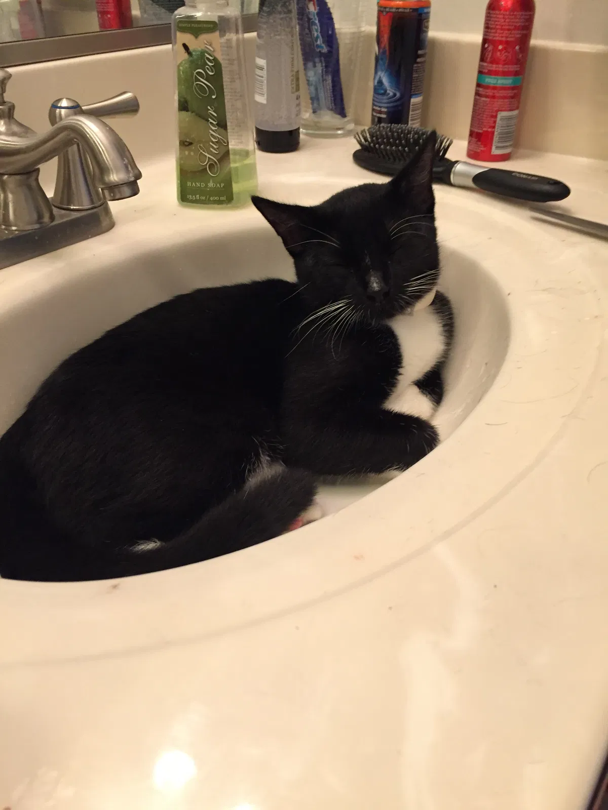 Lost cat in Dayton, OH, 45419