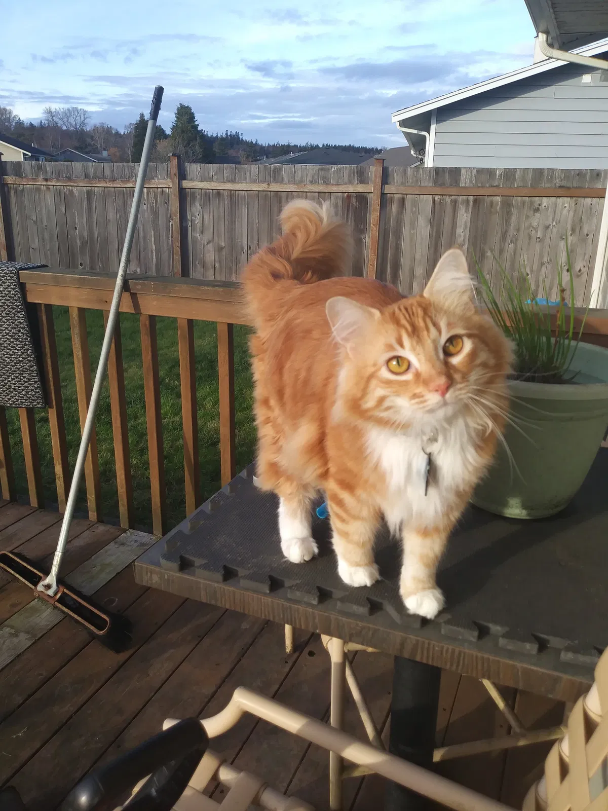 Lost cat in Blaine, WA, 98230
