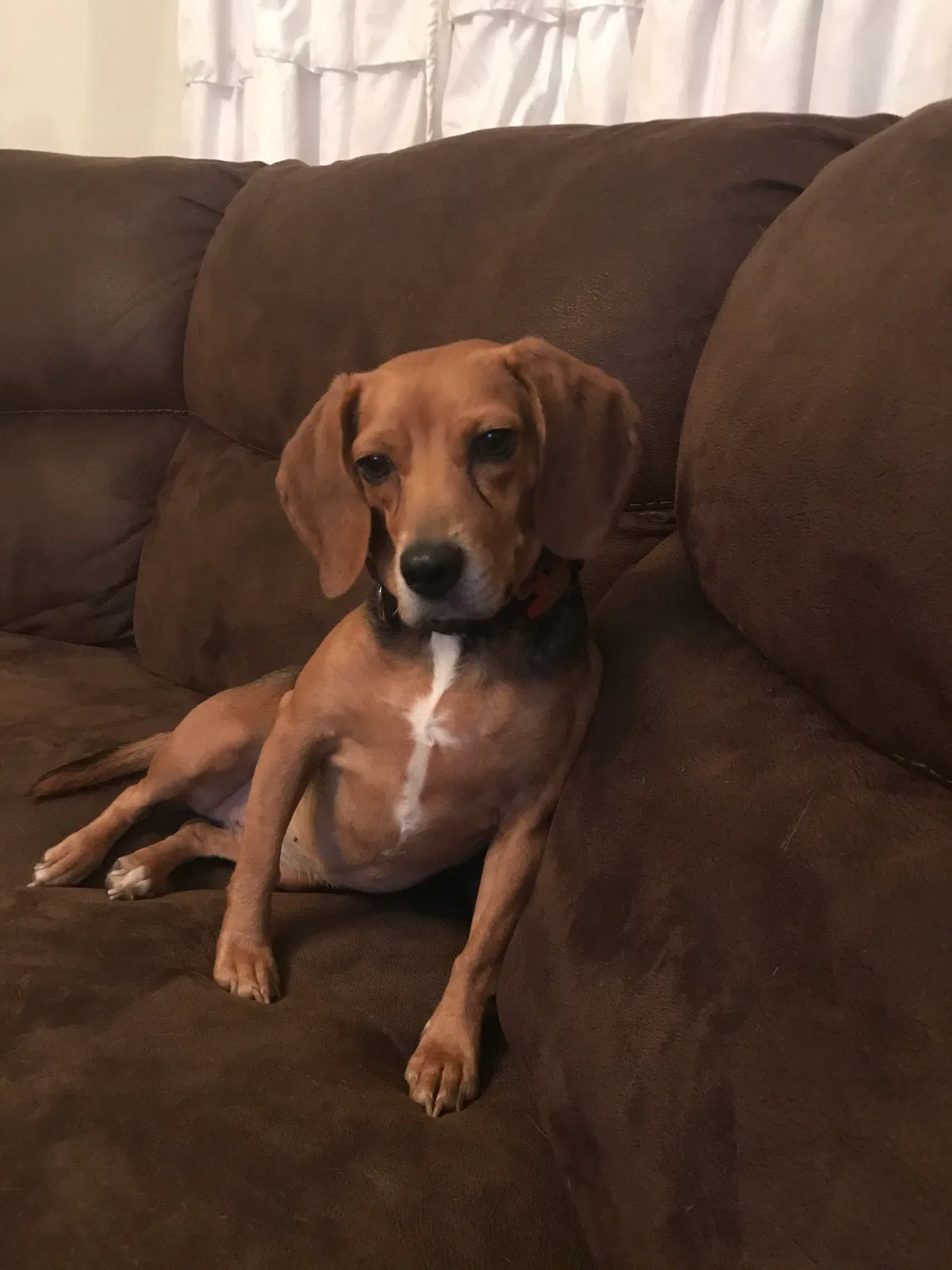 Lost dog in Rayland, OH, 43943