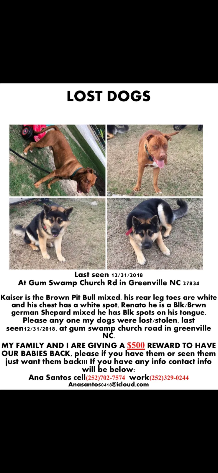 Lost dog in Greenville, NC, 27858