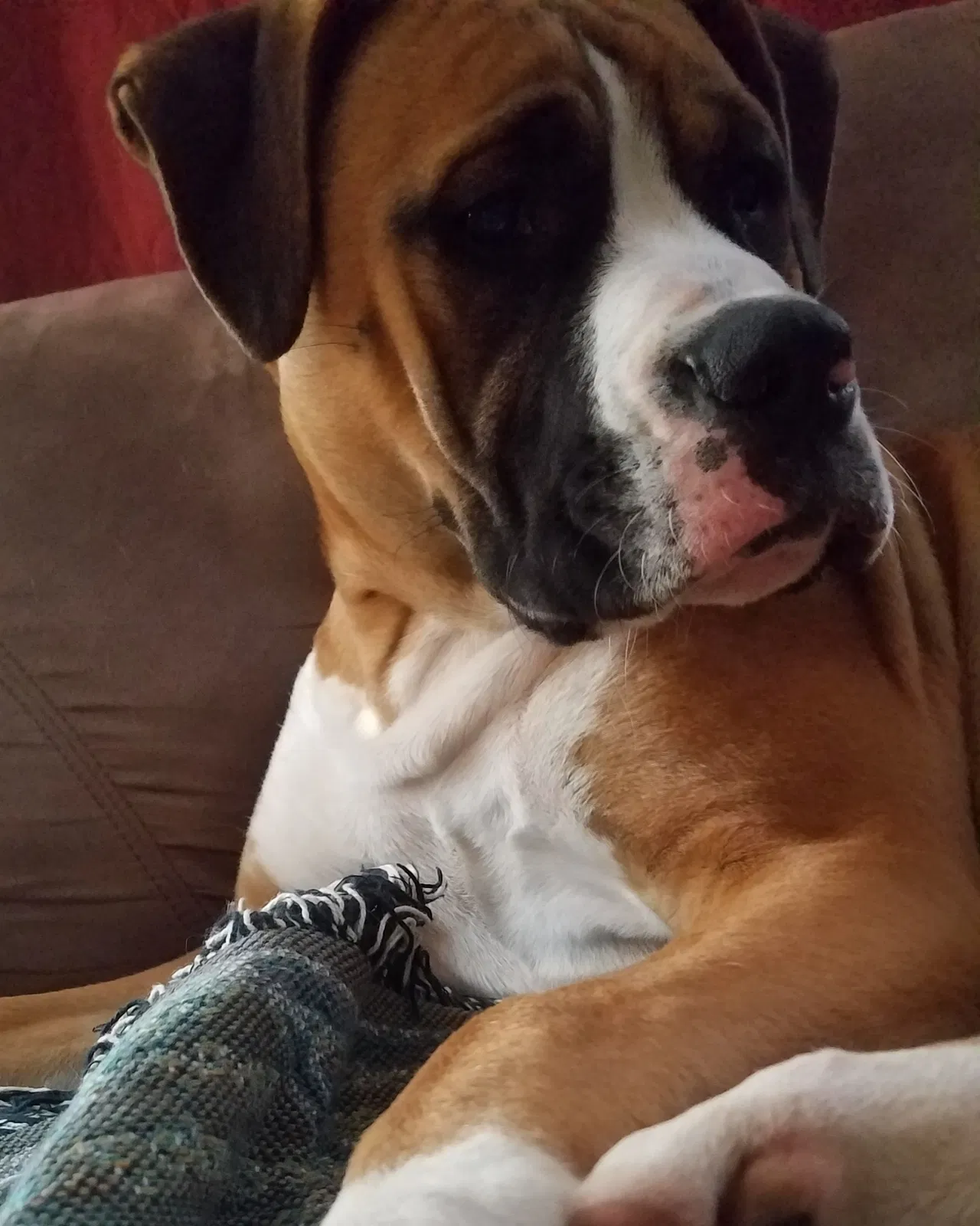 Lost dog in Seminary, MS, 39479