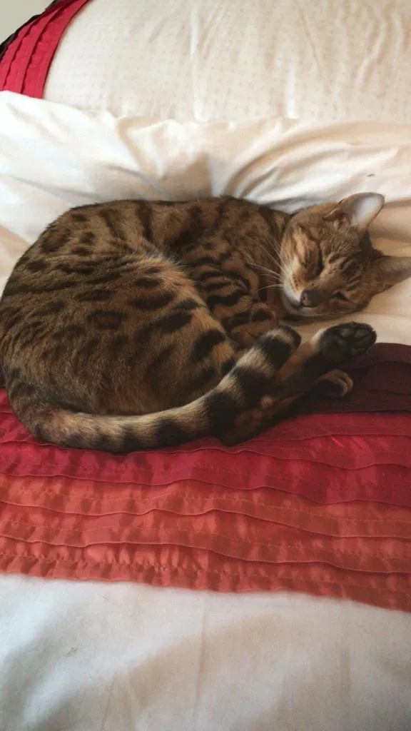 Lost cat in Larkspur, CA, 94939