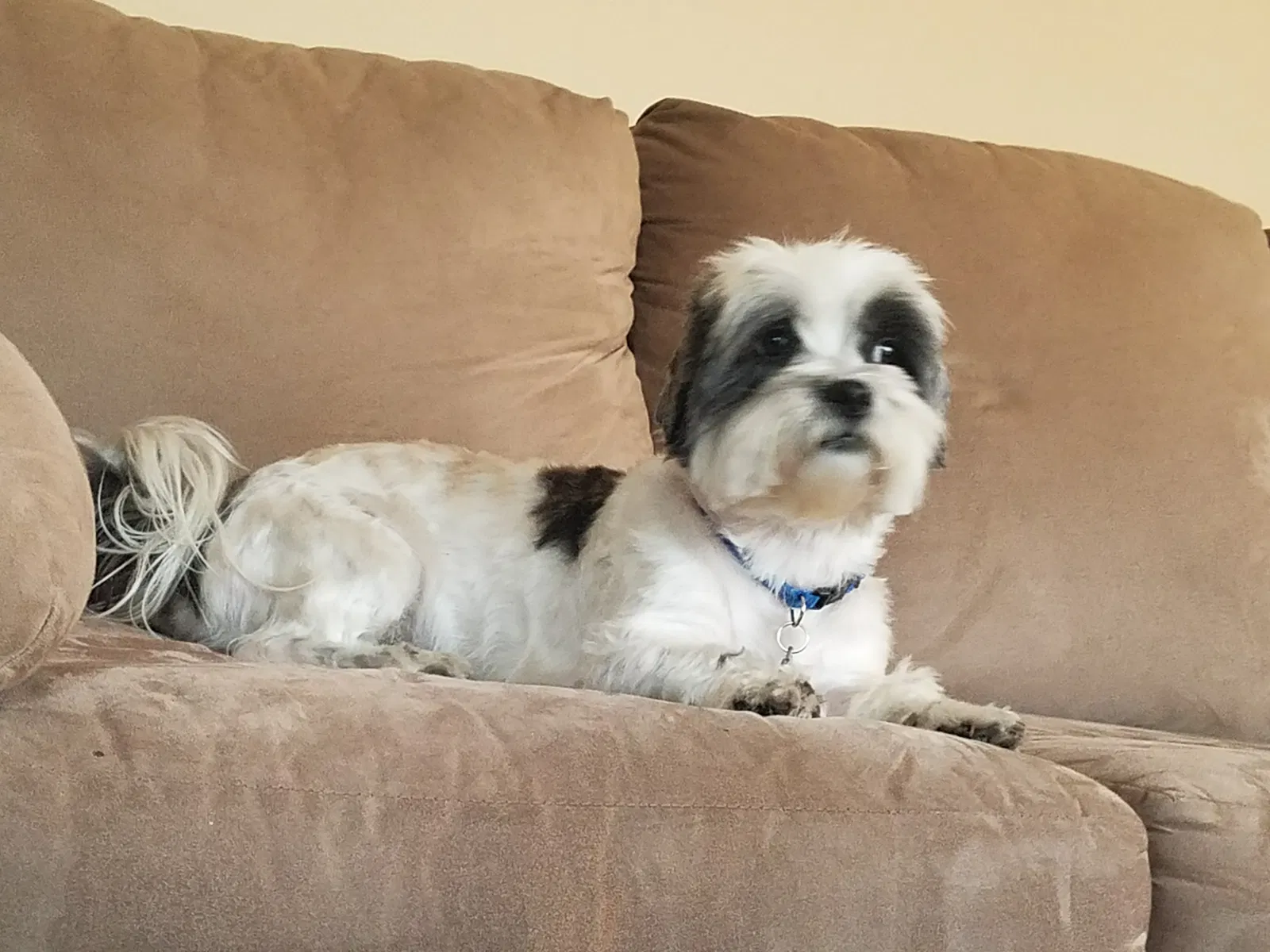 Lost dog in Hillsdale, MI, 49242