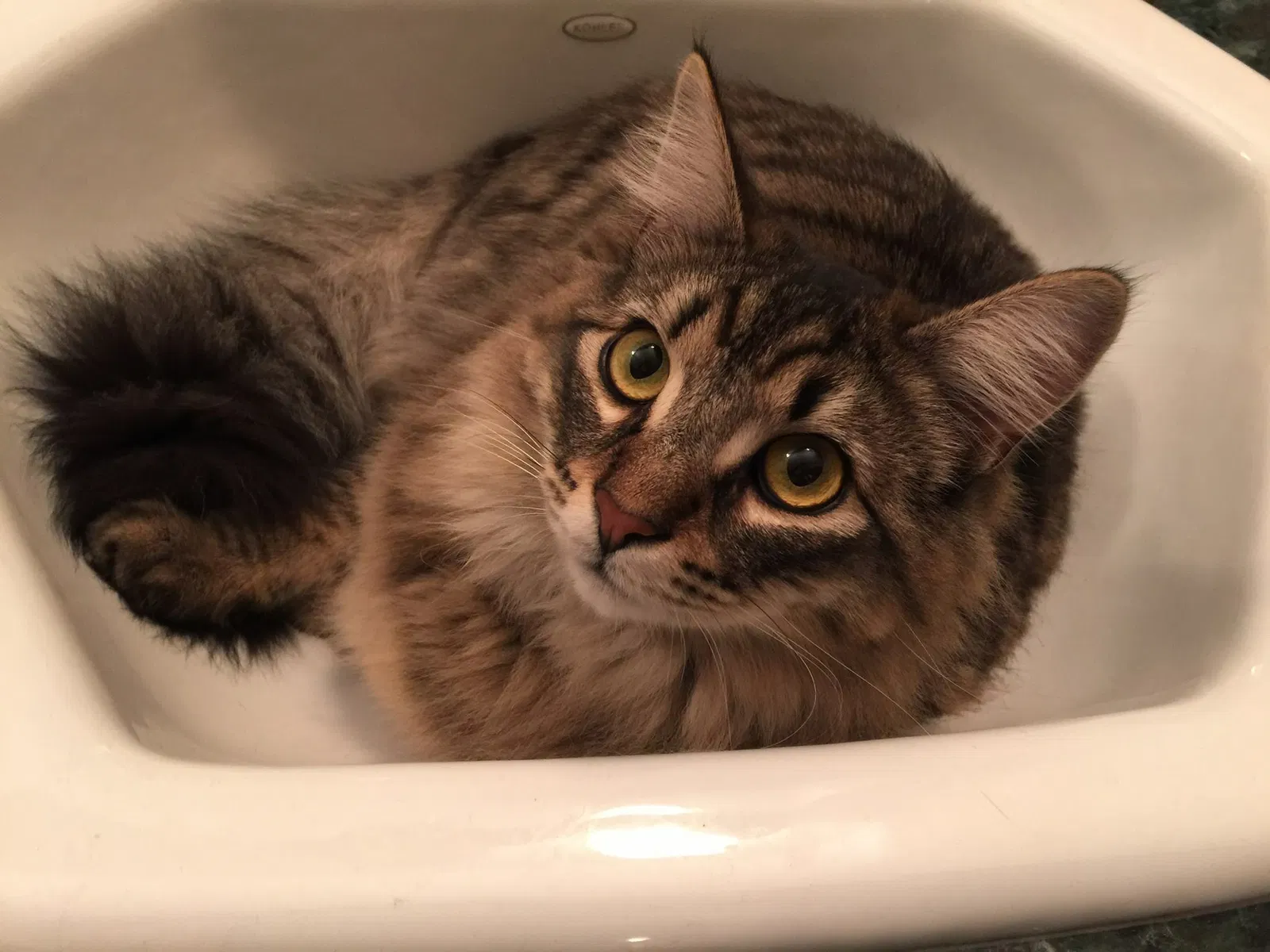 Lost cat in Bellingham, WA, 98226