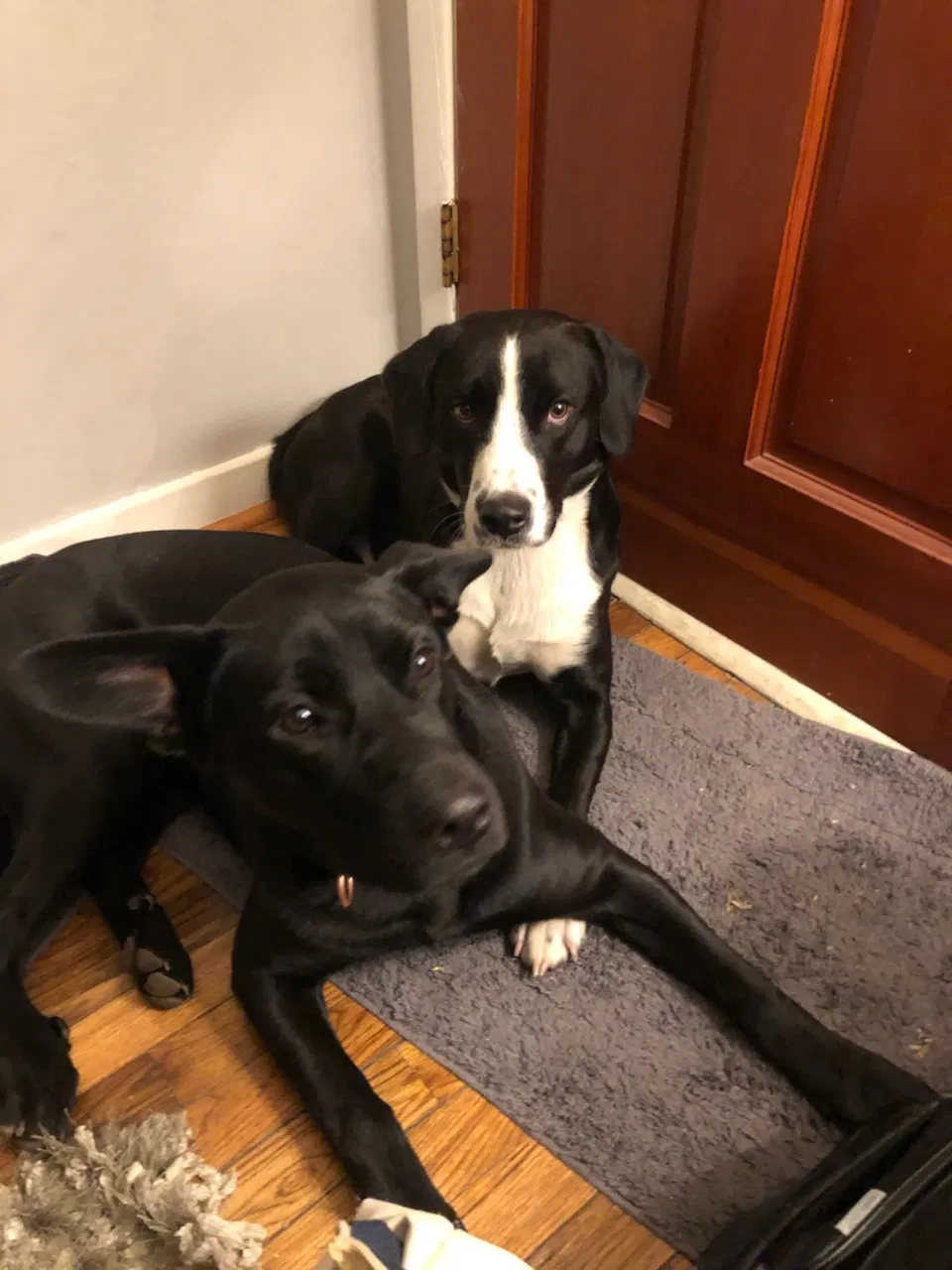 Lost dog in Independence, MO, 64050