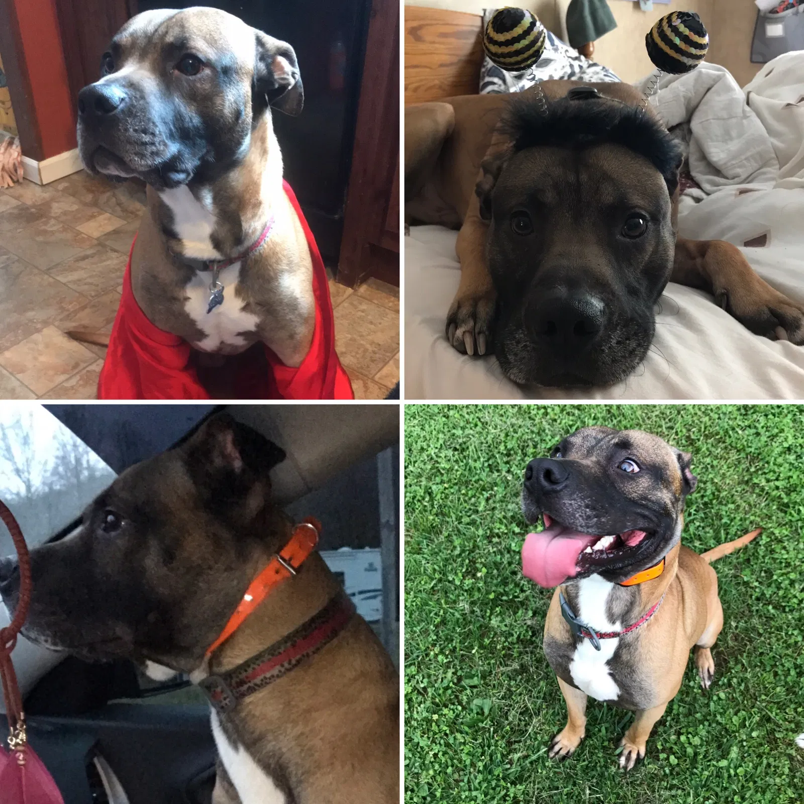 Lost dog in Fairmont, WV, 26554