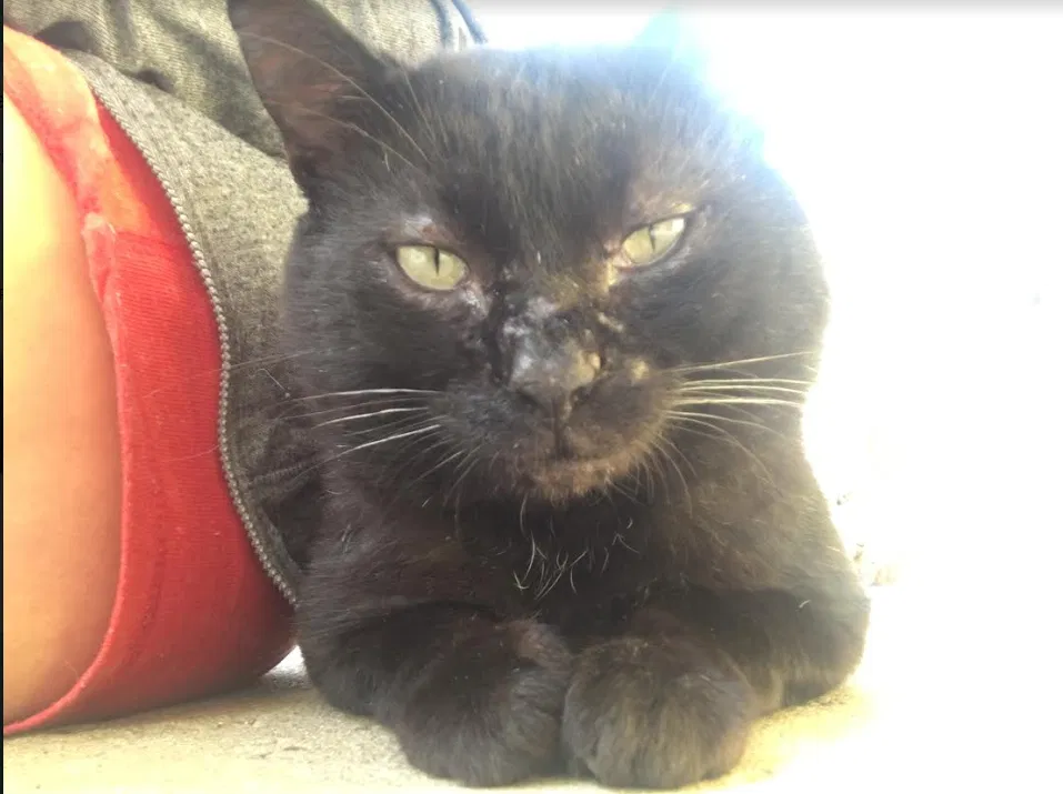 Lost cat in Columbus, OH, 43205
