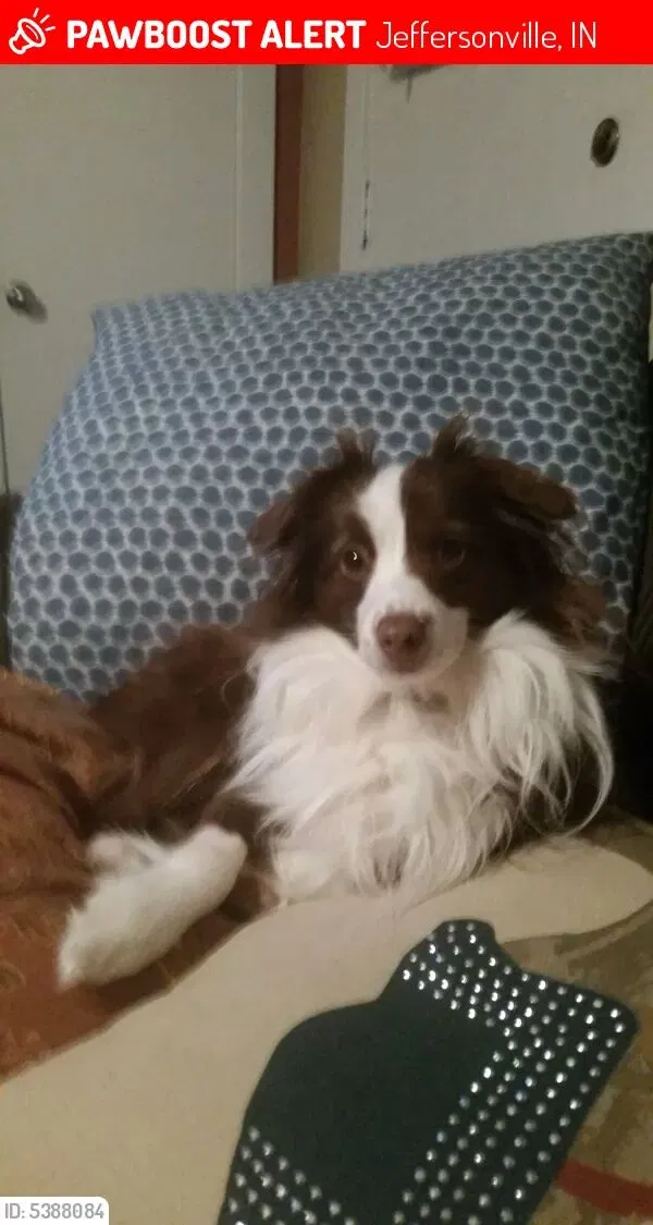 Lost dog in Jeffersonville, IN, 47130