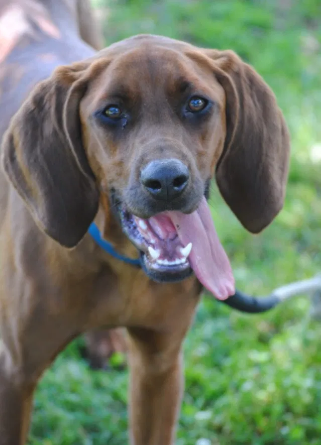 Lost dog in New Orleans, LA, 70118