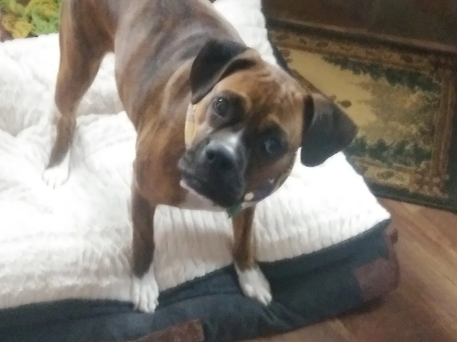 Lost dog in Nottawa, MI, 49075