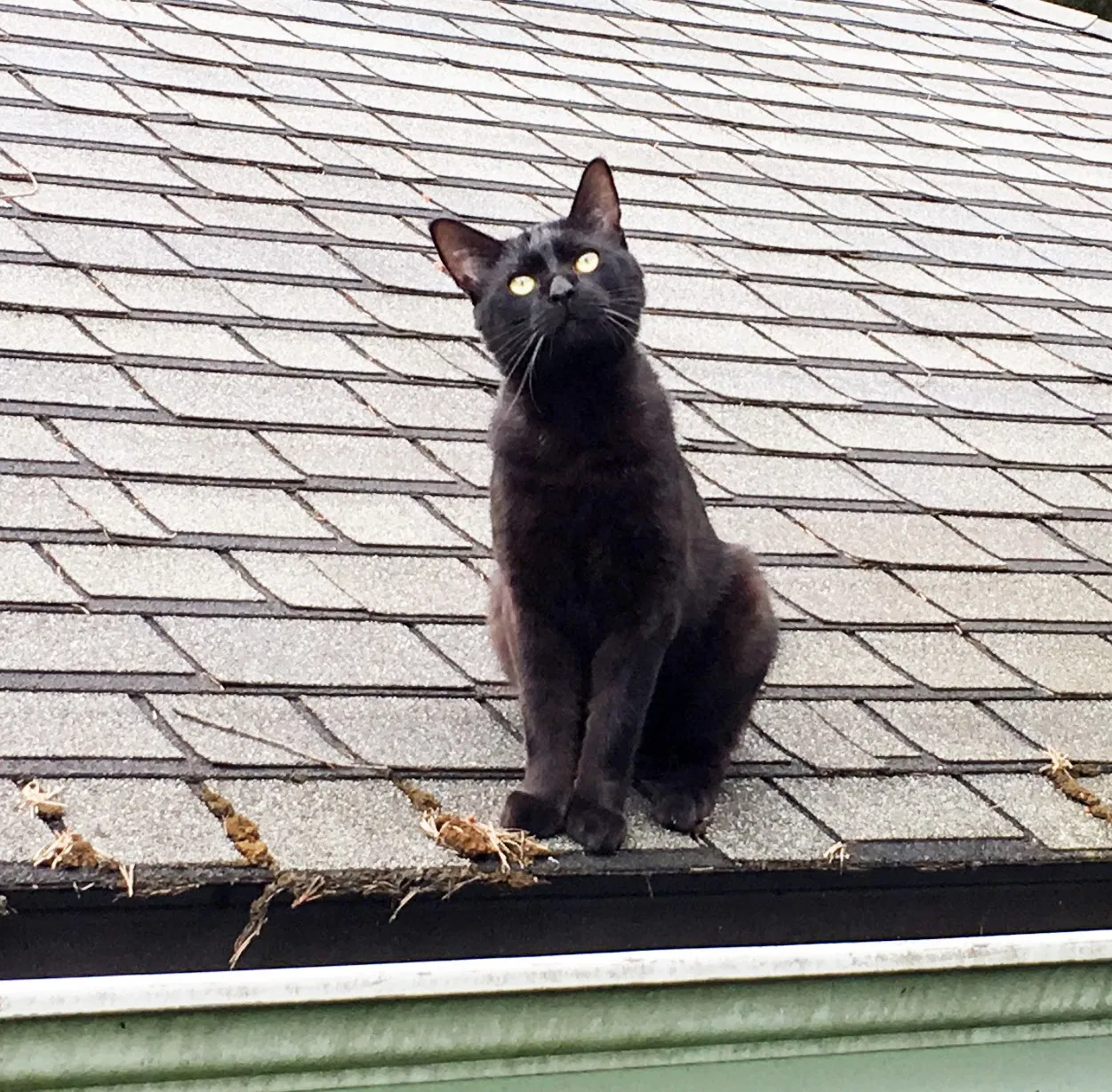 Lost cat in Bellevue, WA, 98008