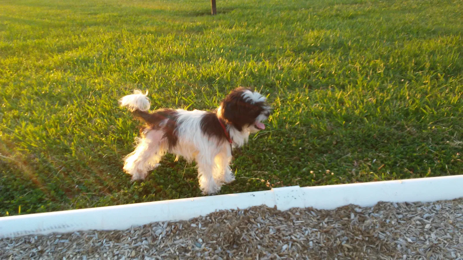 Lost dog in Selma, NC, 27576