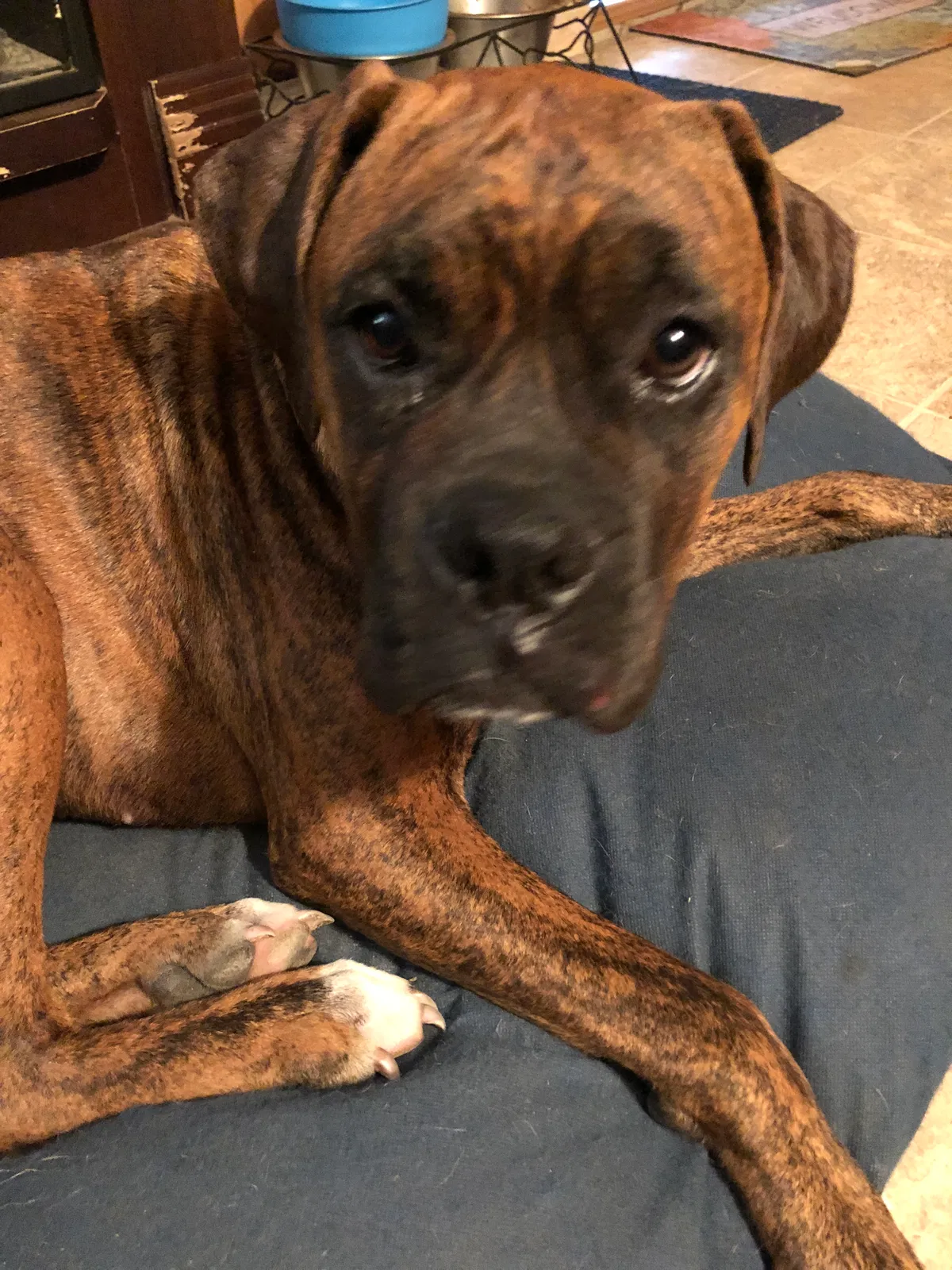 Lost dog in Golden, MS, 38847