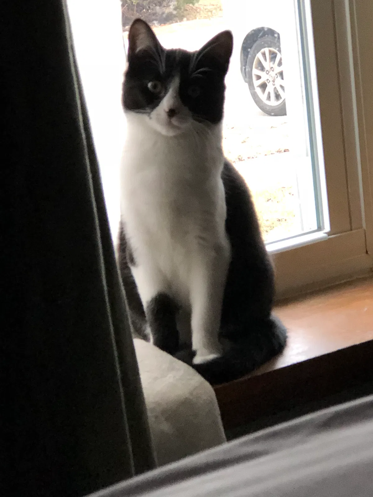 Lost cat in Indianapolis, IN, 46228