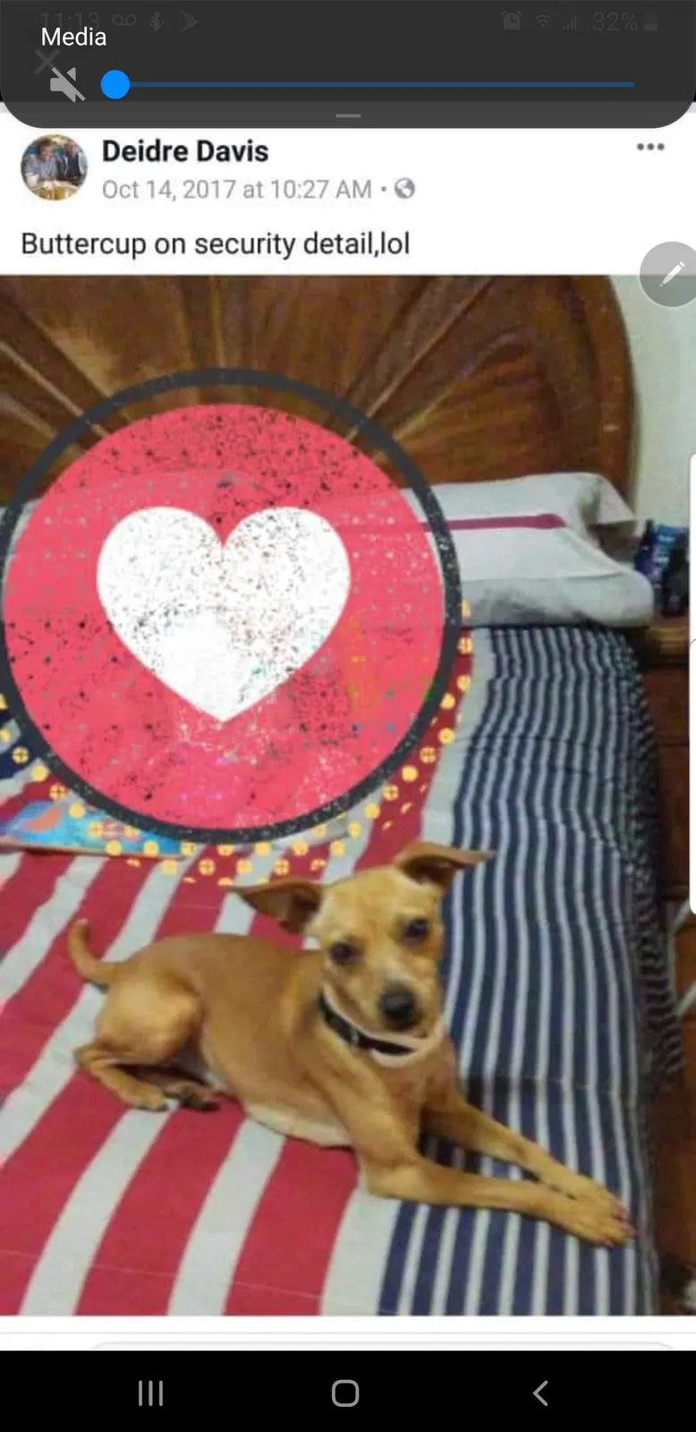 Lost dog in East Chicago, IN, 46312