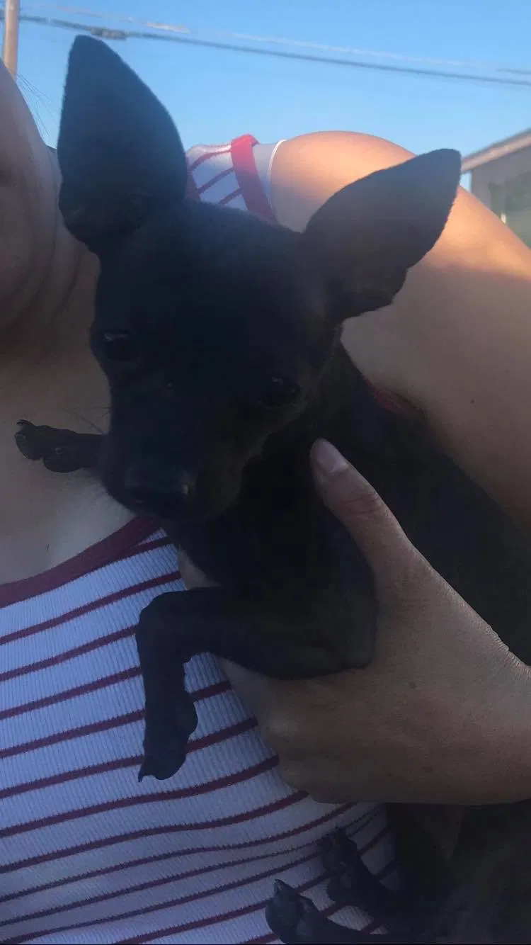 Lost dog in Pasco, WA, 99301