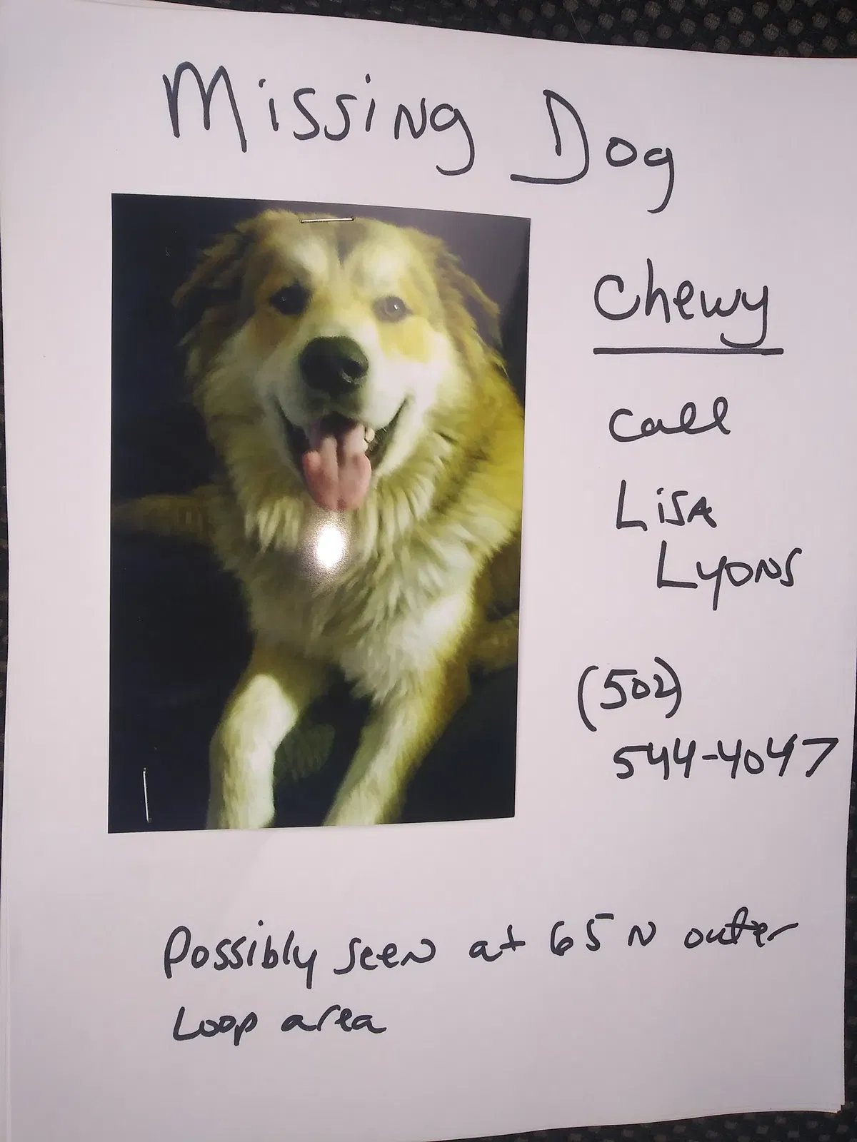 Lost dog in Louisville, KY, 40258