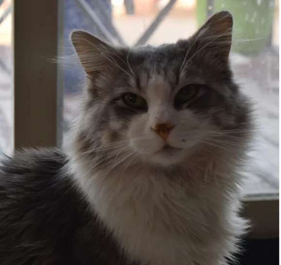 Lost cat in Pueblo, CO, 81004