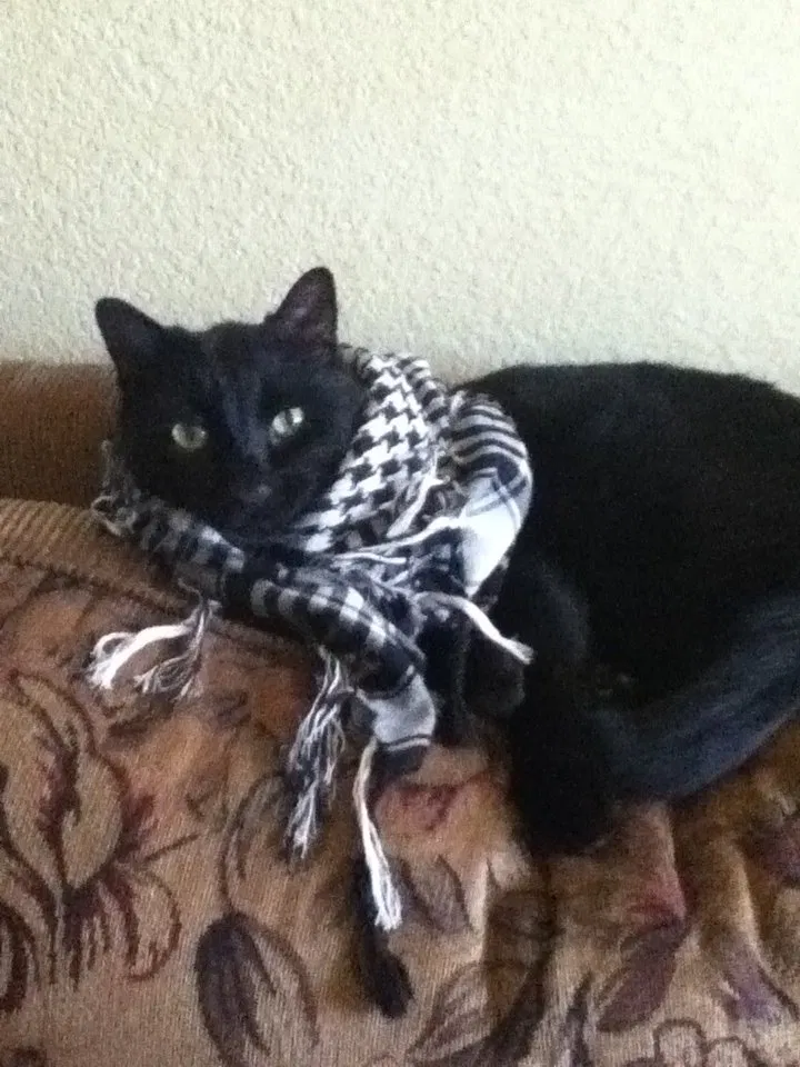 Lost cat in Oakland, CA, 94601