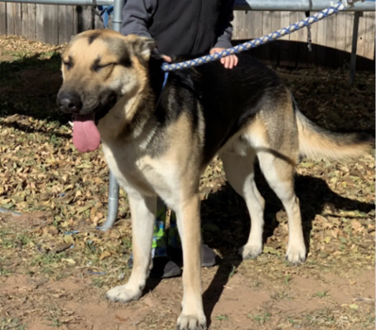 Lost dog in Odessa, TX, 79763
