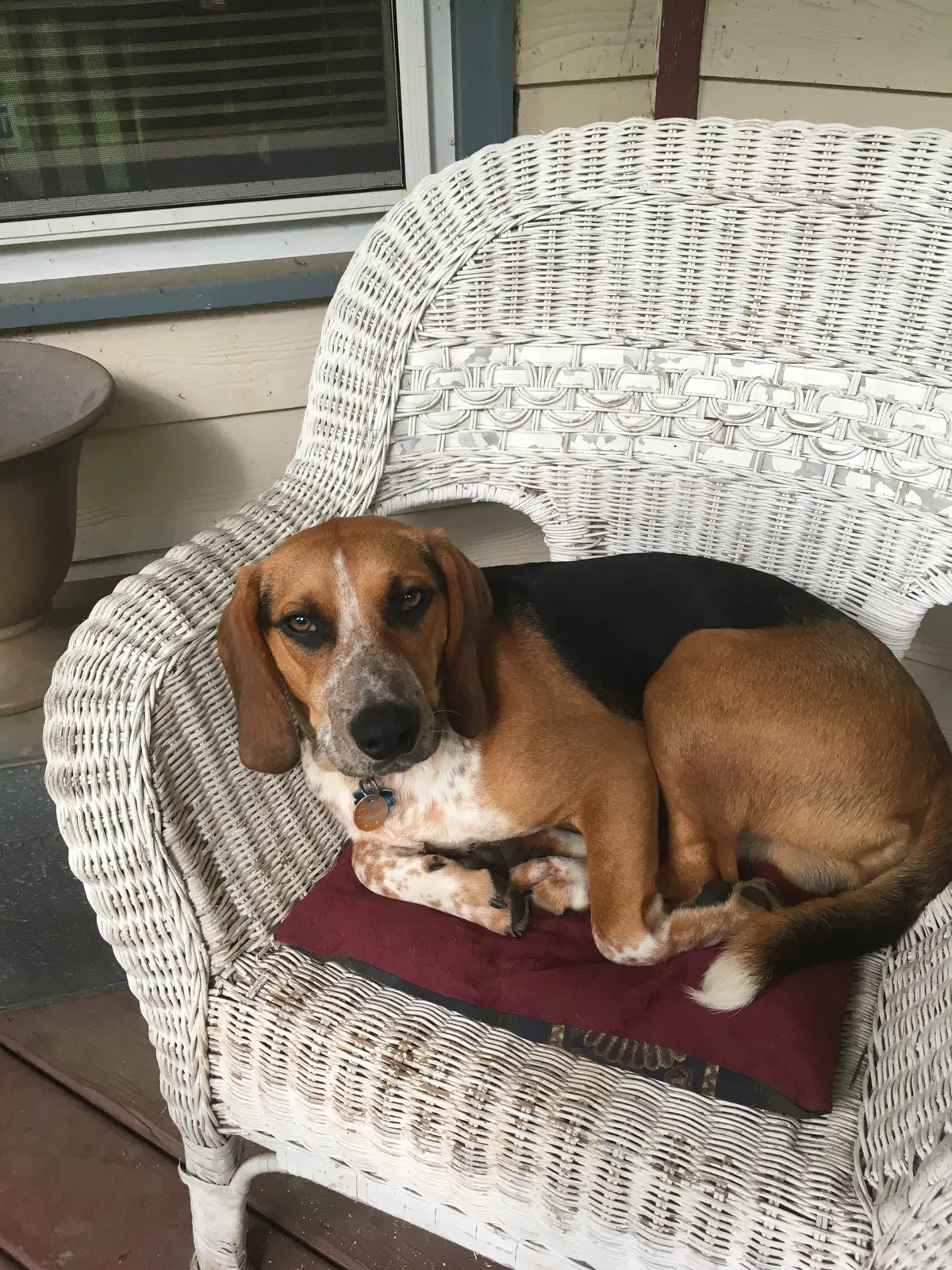 Lost dog in Stanardsville, VA, 22973