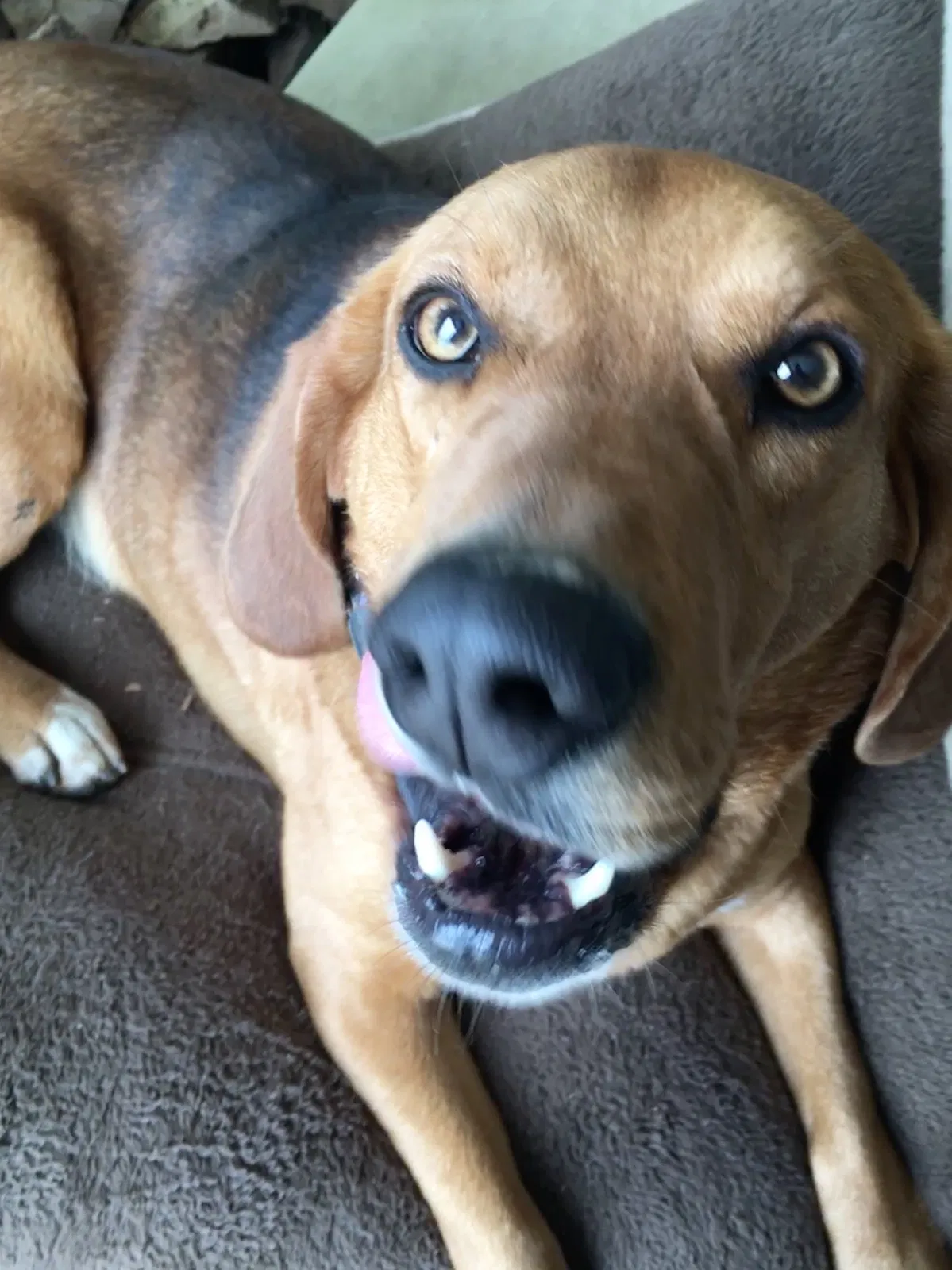 Lost dog in Bucyrus, KS, 66013