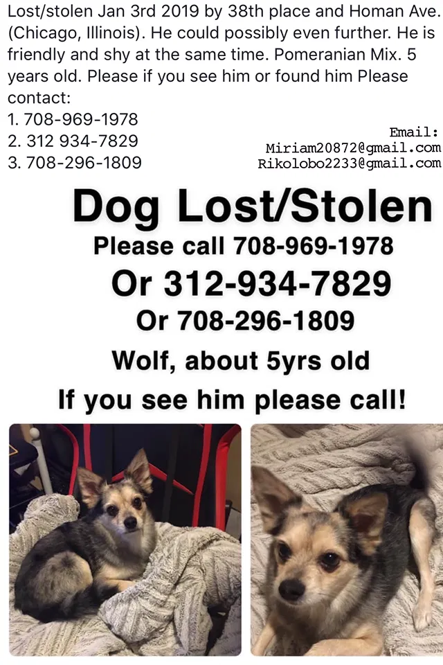 Lost dog in Chicago, IL, 60632
