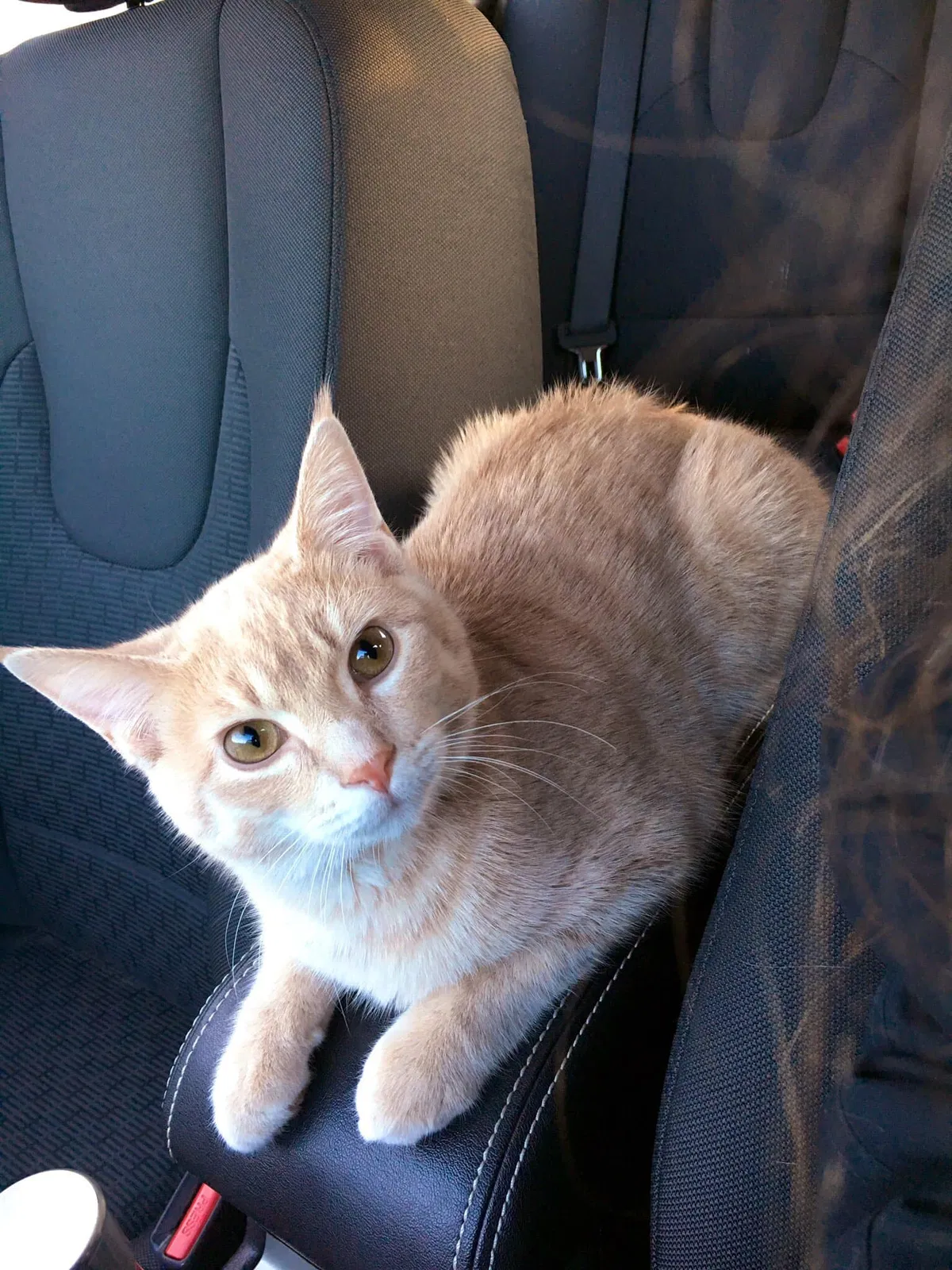 Lost cat in Pleasant Prairie, WI, 53158