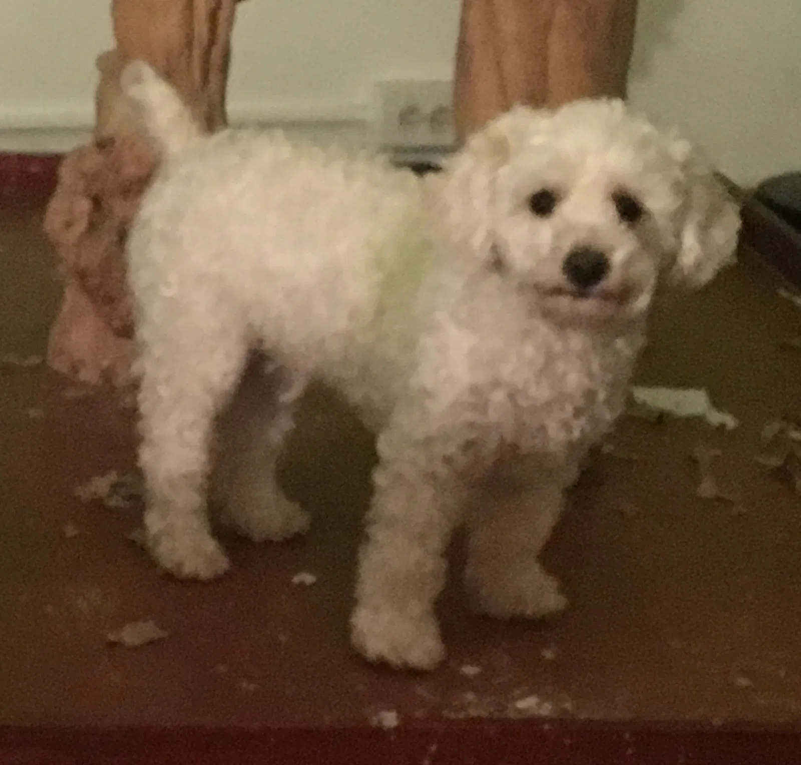Lost dog in New Orleans, LA, 70117