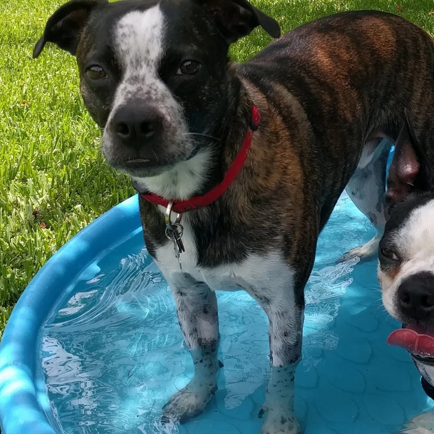 Lost dog in Gretna, LA, 70056