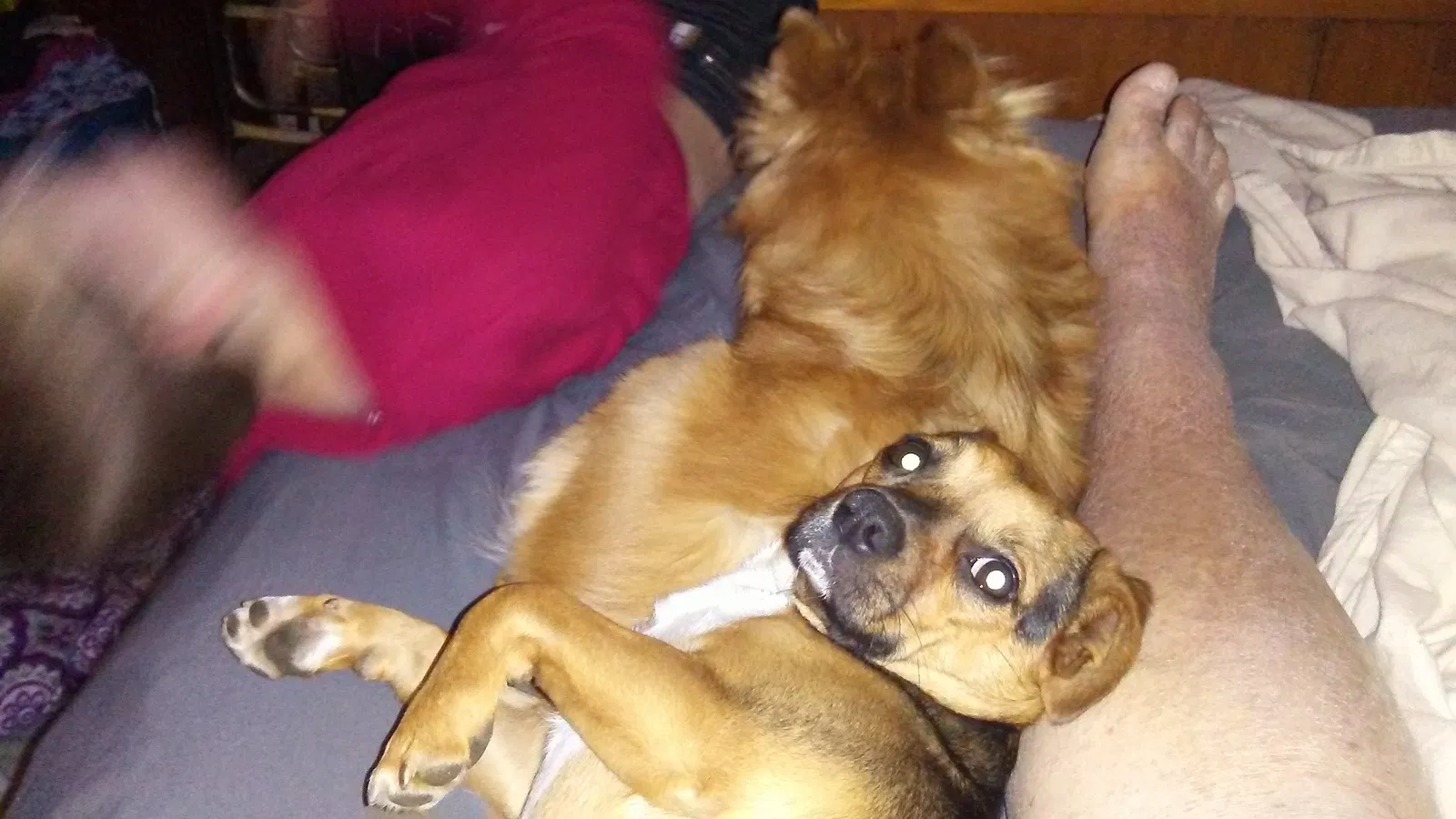 Lost dog in Frankfort, KY, 40601