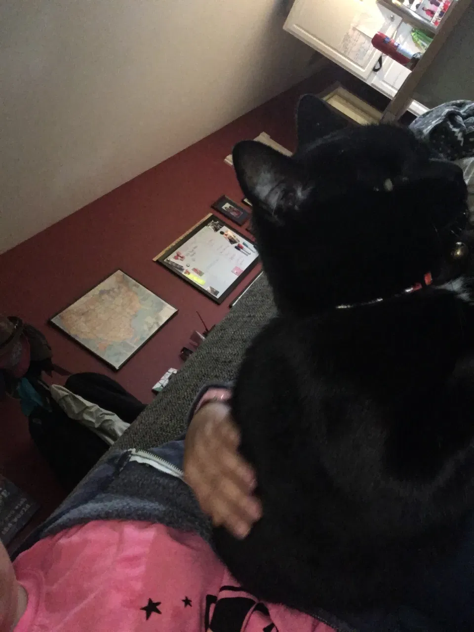 Lost cat in Monroe, WA, 98272