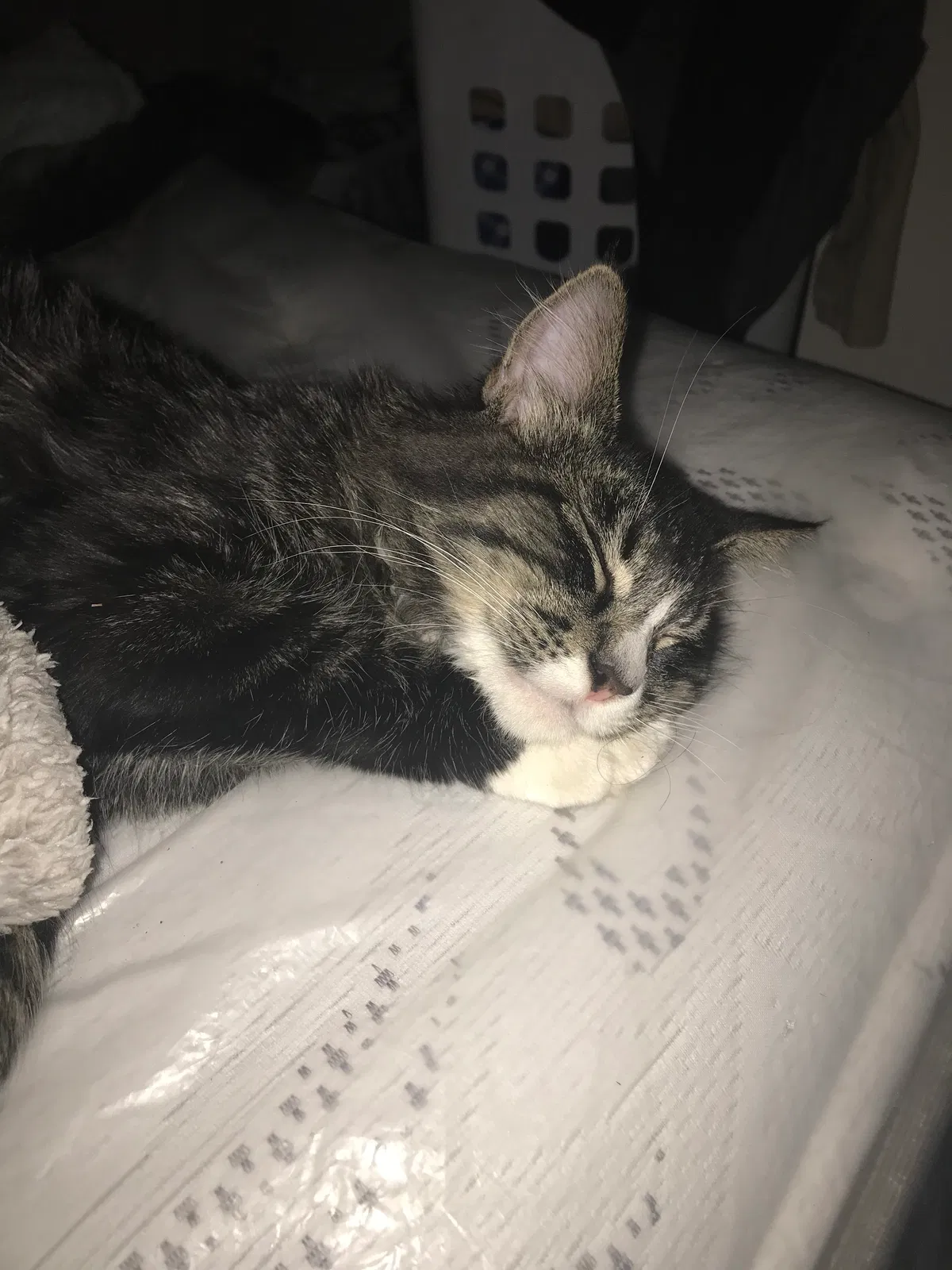 Lost cat in Tucson, AZ, 85705